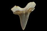 Fossil Shark (Cretoxyrhina) Tooth - Kansas #134833-1